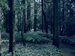 -昆明植物园