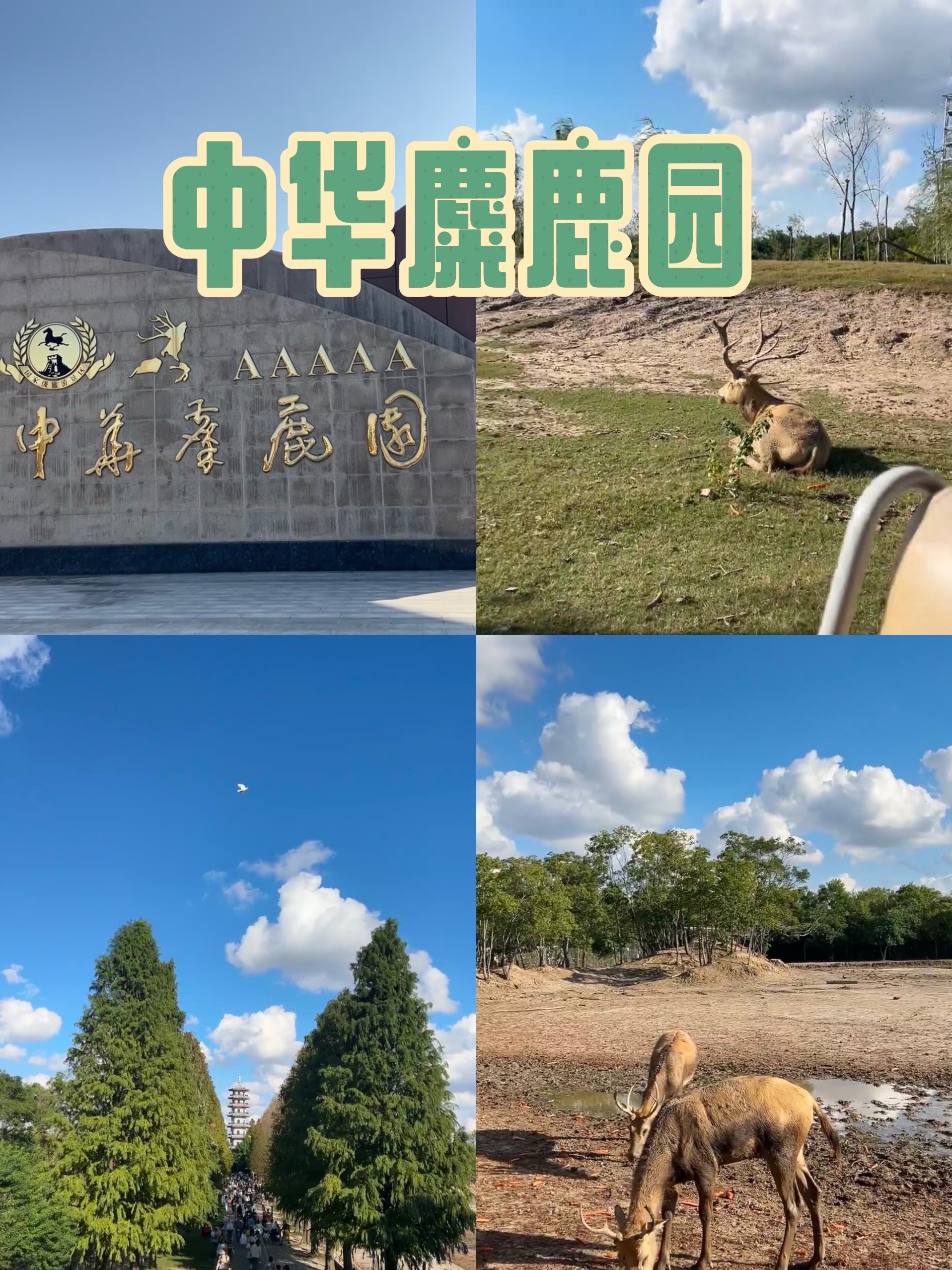 盐城麋鹿与花海的浪漫邂逅》