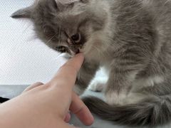 -中农国际动物医院24小时·猫科·骨科·急重症中心