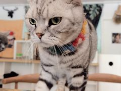 -平行世界·猫咖(首经贸店)