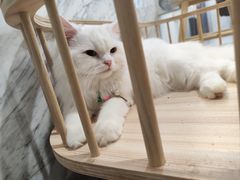 -楼上猫咖(罗湖店)