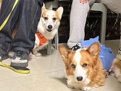 -美联众合动物医院·24h转诊中心