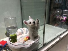 -momokira米努特·德文卷毛猫·棉花面纱犬