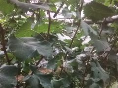 -马陆小张葡萄园农家乐