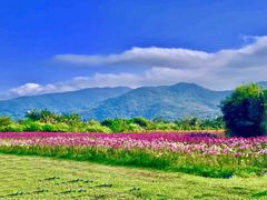 -亚龙湾国际玫瑰谷