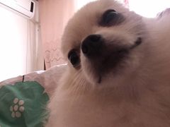 -汪星球宠物生活馆