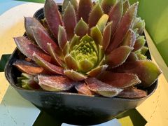 -四季餐厅·新津菜(环湖中路店)