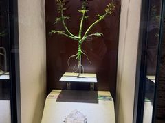-辽宁古生物博物馆