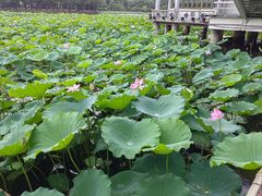 -荔湾湖公园