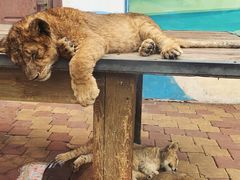 -大连森林动物园