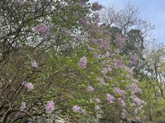 -北京鹫峰国家森林公园