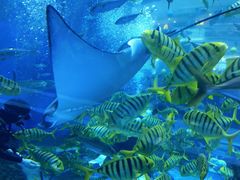 -成都浩海立方海洋公园