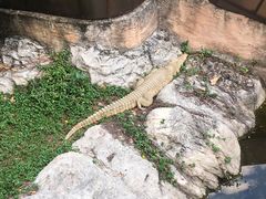 -清迈夜间动物园