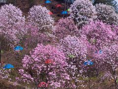 -九皇山景区