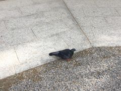 -热田神宫