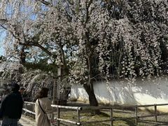 -醍醐寺