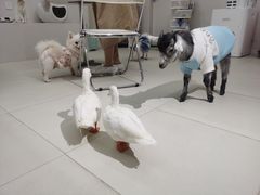 -怪兽屋·羊驼·猫咖·狗咖(俊华广场店)