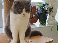-共舞时光猫咖·狗咖(新街口店)