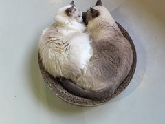 -豆逗聊愈猫阁Easy Life