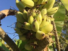 -西双版纳融创皇冠假日度假酒店