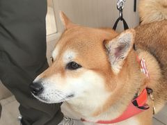 -申普宠物医院·眼科·心内科·影像科(普陀分院)