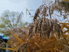 -野鸭湖国家湿地公园