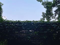 -大屏嶂森林公园