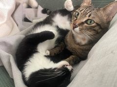 -创凡宠物医院·骨专科  猫科中心(西乡分院)