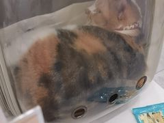 -艾贝尔宠物医院·宠保定点·超声绝育·免疫点(樱花路店)