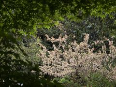 -棠湖公园