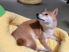 -逗柴咖啡屋·狗咖猫咖宠物桌游
