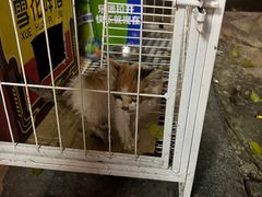 -有局·成都市井烧烤·精酿啤酒(双楠店)
