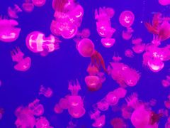 -多彩贵州城极地海洋世界