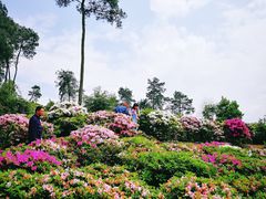 -南山植物园