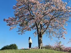 -风云岭森林公园