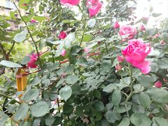 -必胜客(金元宝店)