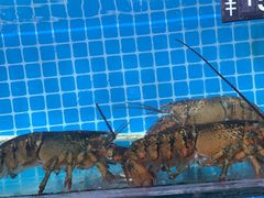 -兆辉木炭海鲜烧烤·海鲜小炒