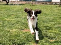 -趣玩宠物乐园寄养训犬训狗游泳池