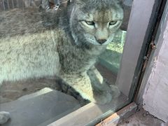 -青藏高原野生动物园
