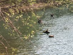 -长白岛森林公园