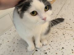 -猫域·湾主题猫咖·宠物吧(南坪城市广场店)