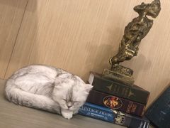 -飞行喵MR PILOT|猫舍·猫咖(静安大融城店)