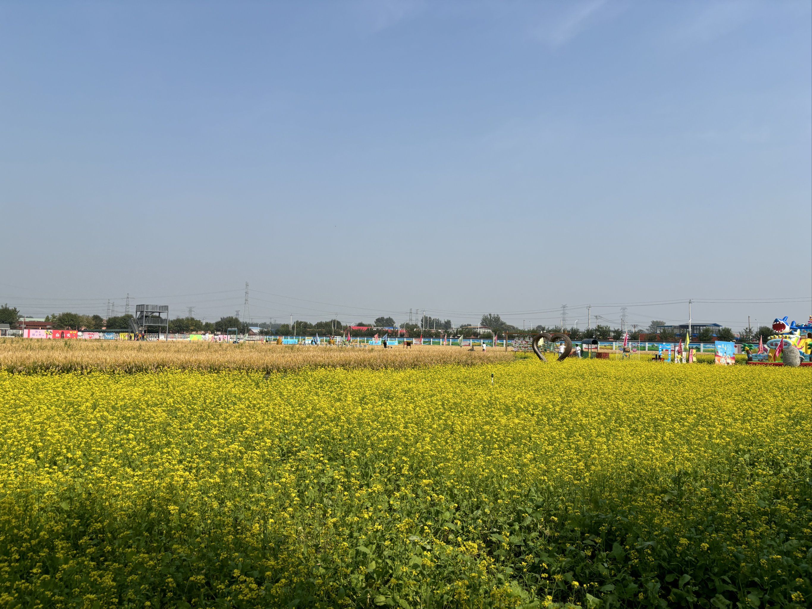 乡村画卷～油菜花海
