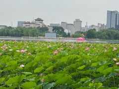 -莲花池公园