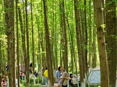 -桤木河湿地公园