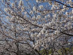 -高东镇樱花园