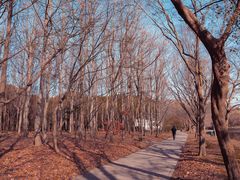 -上海共青森林公园