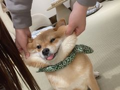 -逗柴咖啡屋·狗咖猫咖宠物桌游