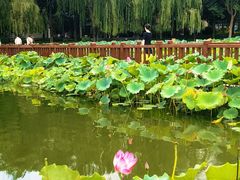 -莲花池公园