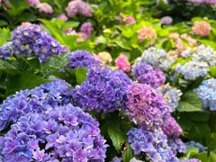 -上海共青森林公园